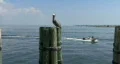 Pelican & Motor Boat 02 HD Footage