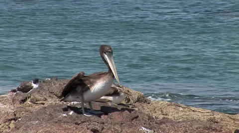 Pelican at the ocean in Peru Stock Footage 48750092