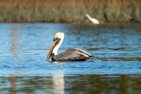 Pelican in the Ocean 写真素材