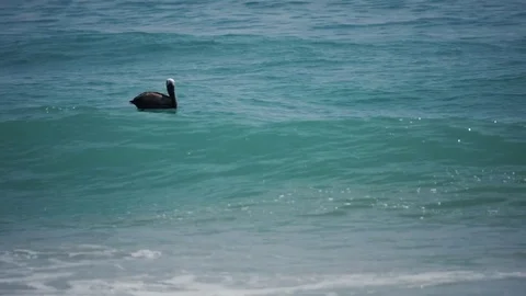 Pelican Ocean Waves Stock Footage 76759140