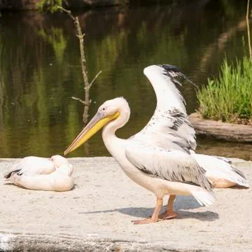 Pelican with open wings Stock Photos