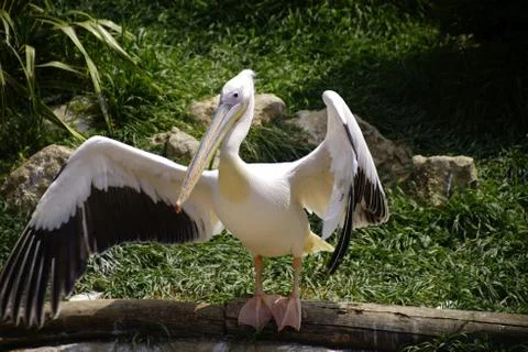 Pelican open wings Stock Photos