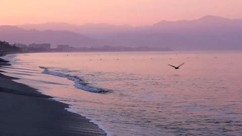 Pelican Over The Sea 스톡 동영상 148184931