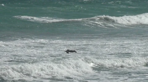 Pelican over sea waves Stock Footage 33567520