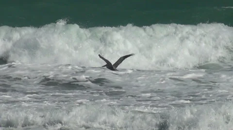 Pelican over sea waves Stock Footage 35418733