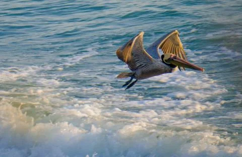 Pelican over the waves. Stock Photos