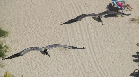 Pelican Pair 库存照片