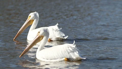Pelican Pair Swimming Stock Footage 90936085