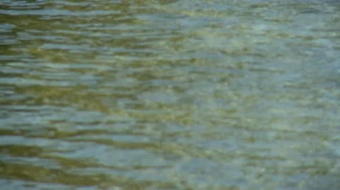 Pelican Pan Stockbeeldmateriaal 10565126