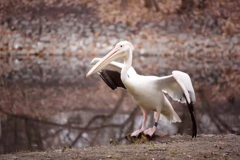 Pelican in the park Stock-Fotos