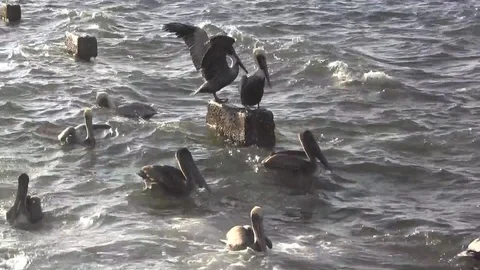 Pelican Party 스톡 동영상 88140163