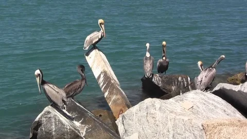 Pelican Party Stock Footage 88632967
