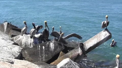 Pelican Party Stock Footage 88633048