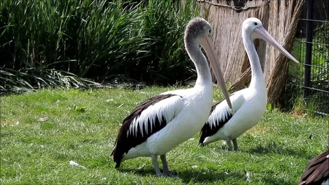 Pelican Pelecanus conspicillatus Stock Footage