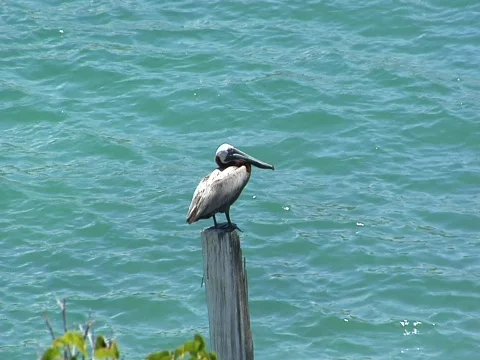 Pelican on perch Stock Footage 709032