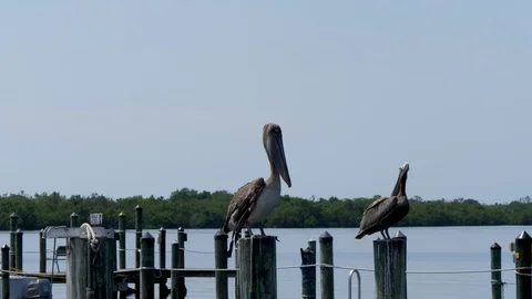 Pelican Perched On Harbor Post on Captiva Island Florida Vidéo 94028051