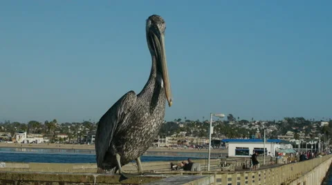 Pelican perched on pier railing  Stock Footage 46281923