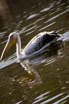 Pelican Stock Photos