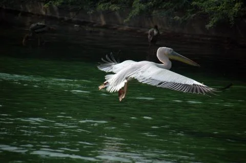Pelican Stock Photos