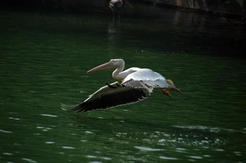 Pelican Stock Photos