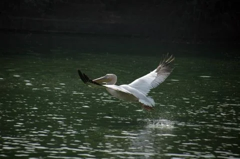 Pelican Stock Photos