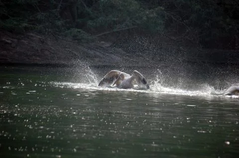 Pelican Stock Photos