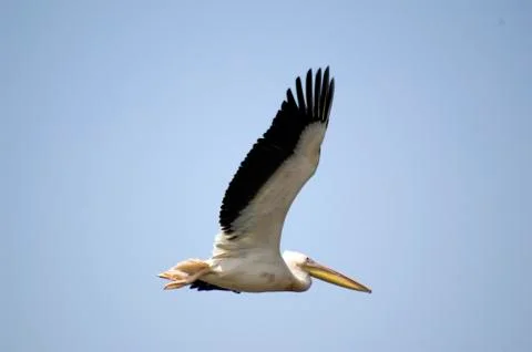 Pelican Stock Photos