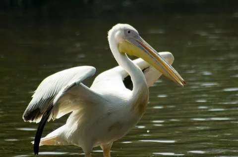Pelican Stock Photos