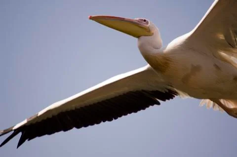 Pelican Stock Photos