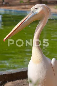 Pelican Stock Photos