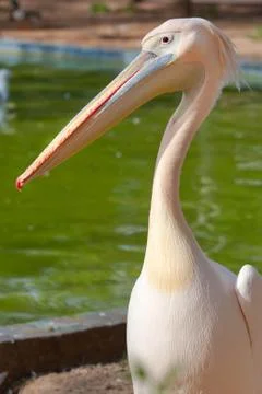 Pelican Stock Photos