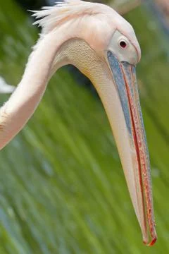 Pelican Stock Photos