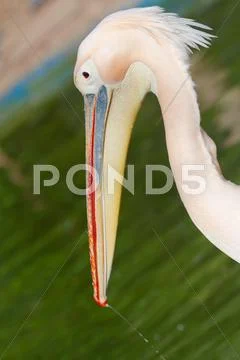 Pelican Stock Photos