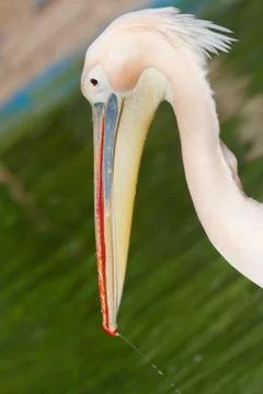 Pelican Stock Photos