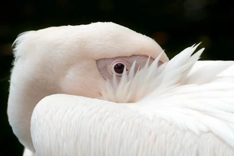 Pelican Stock Photos