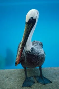 Pelican Stock Photos