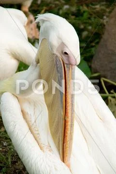 Pelican Stock Photos