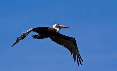 Pelican Stock Photos