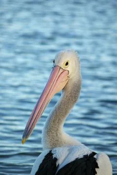 Pelican Stock Photos
