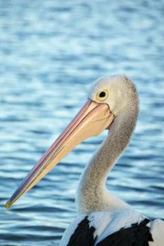 Pelican Stock Photos