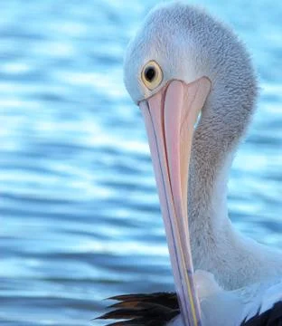 Pelican Stock Photos