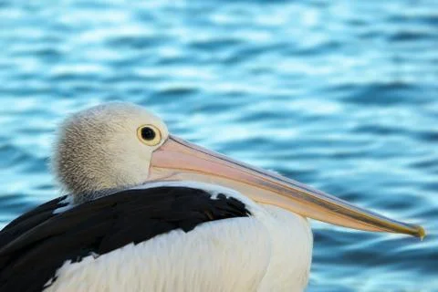 Pelican Stock Photos