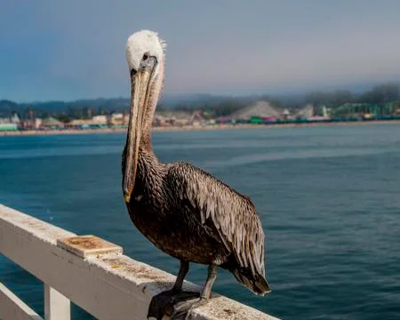 Pelican Foto stock