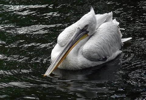 Pelican. Stock Photos