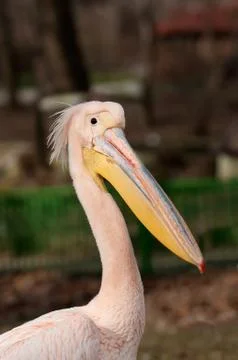 Pelican Stock Photos