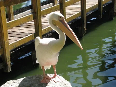Pelican Foto stock
