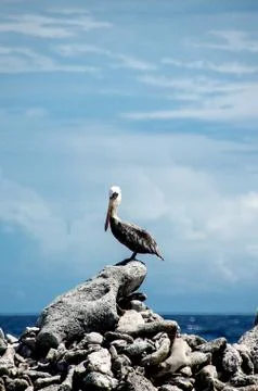 Pelican Stock Photos