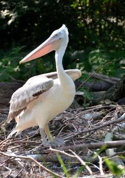 Pelican 写真素材