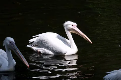 Pelican Stock Photos