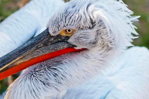Pelican Stock Photos